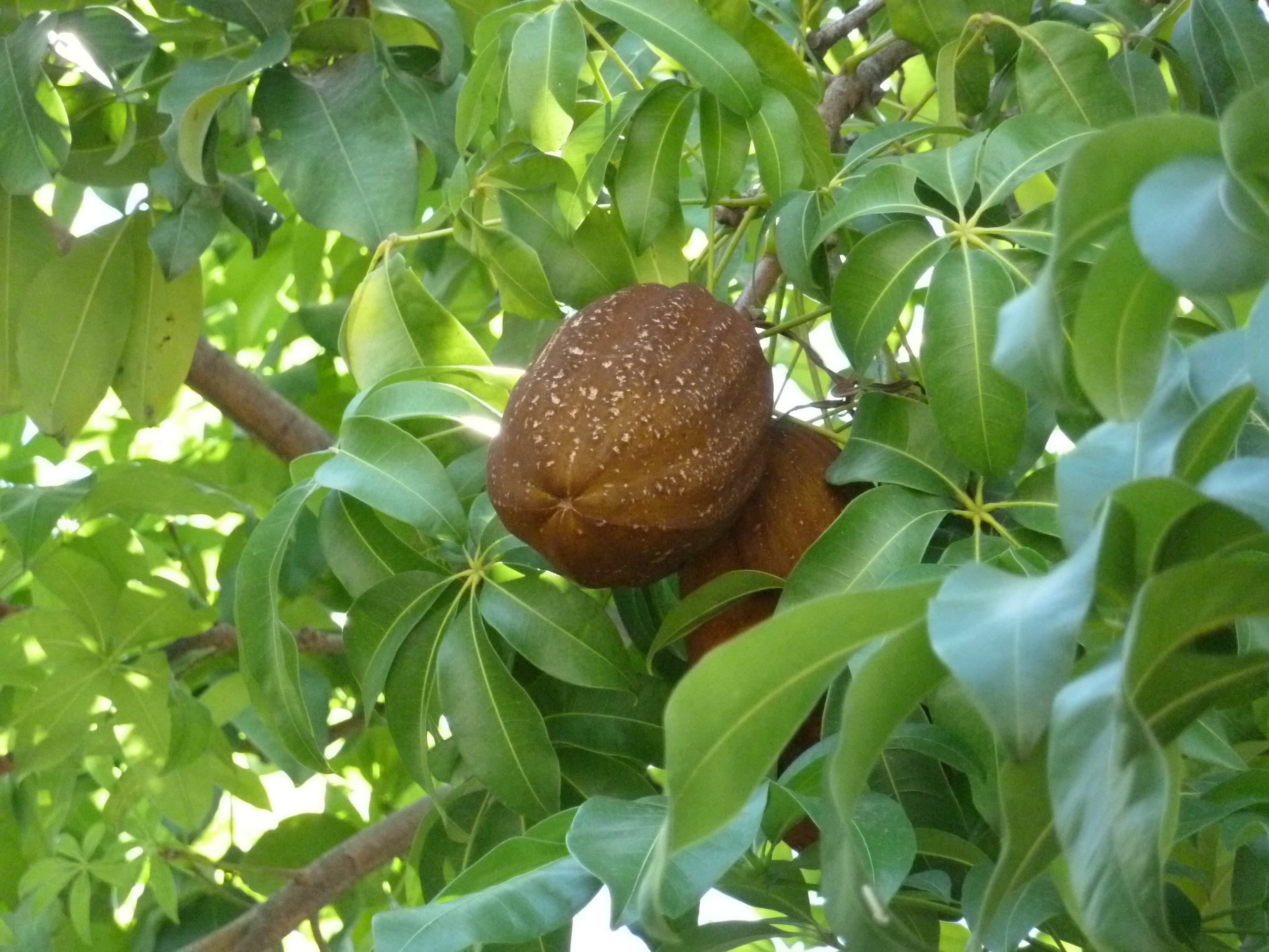 کاپوسو - معرفی درختان میوه